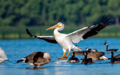 Discover the Majestic Birds of Lake Livingston