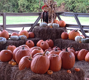 Double creek farm pumpkin